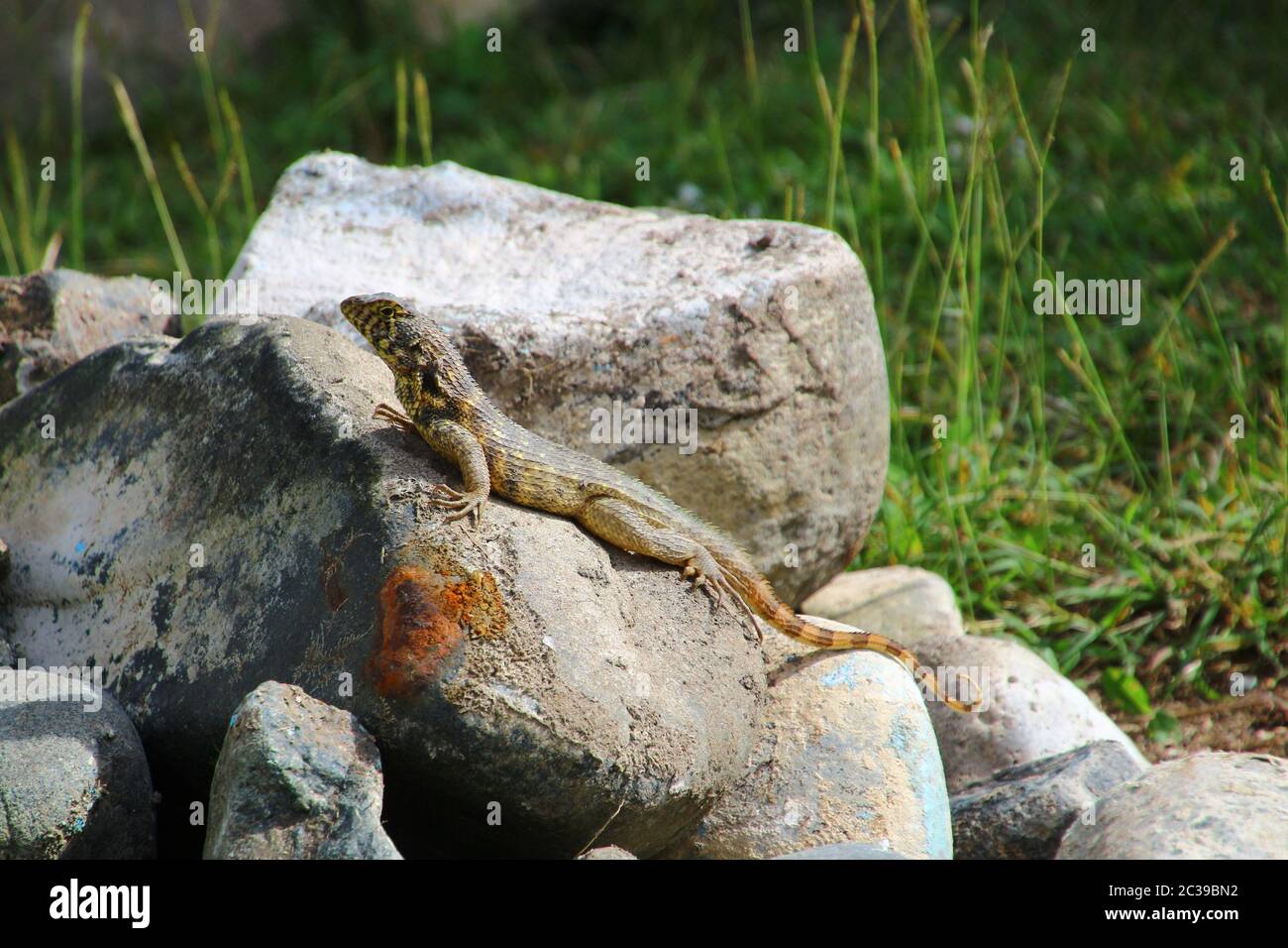 Lézard à queue caillée du nord, soleil sur une pierre Banque D'Images