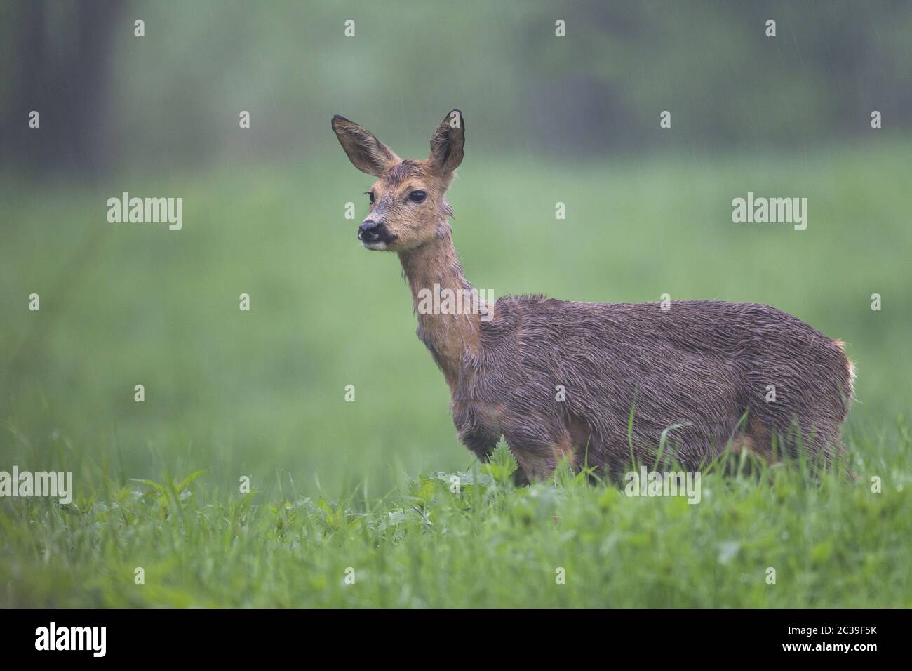 ROE Deer Doe pendant le changement de manteau dans les grains de descente sur un pré Banque D'Images
