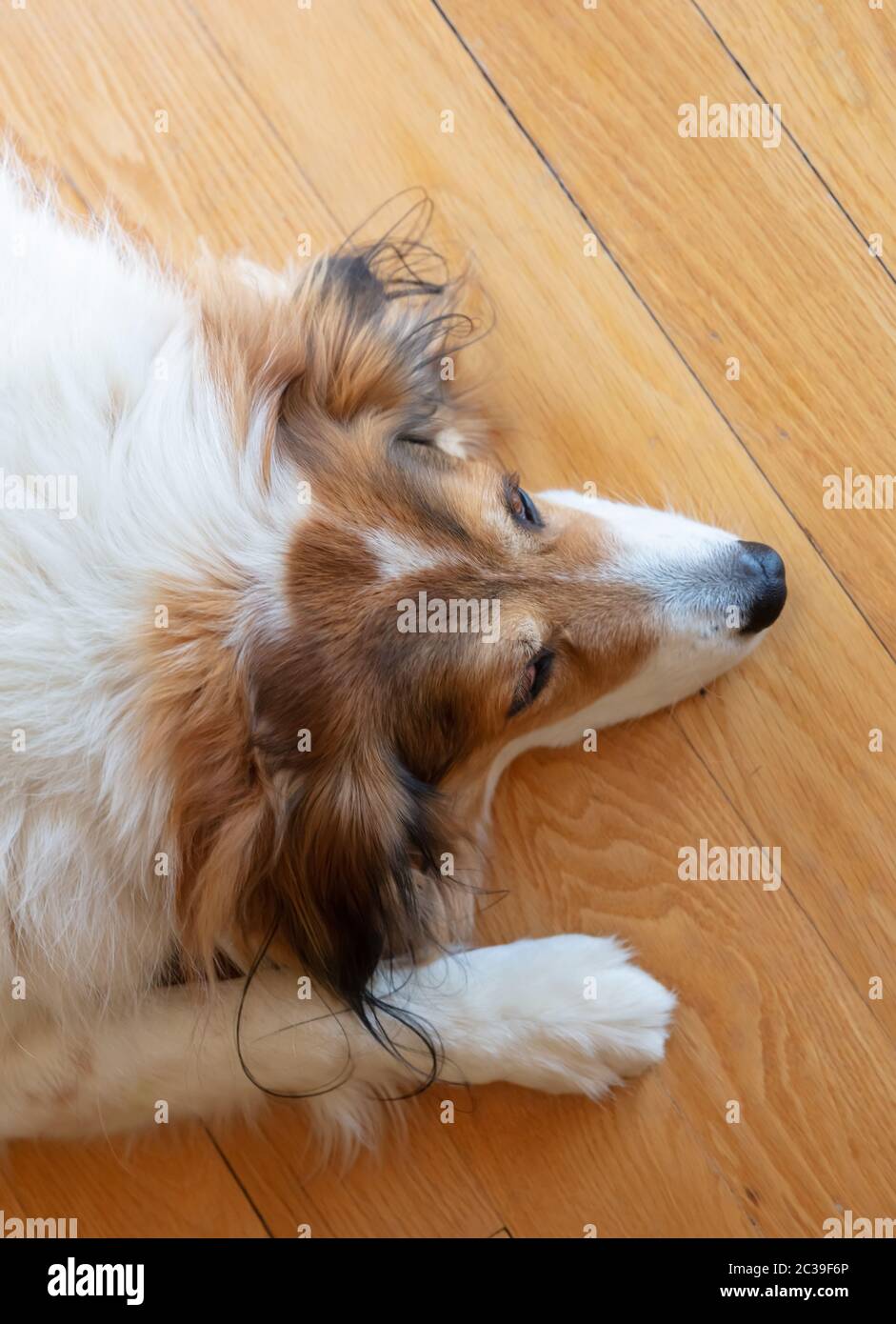 Jolie tête de chien de berger grec, blanc et brun, fond de parquet 
