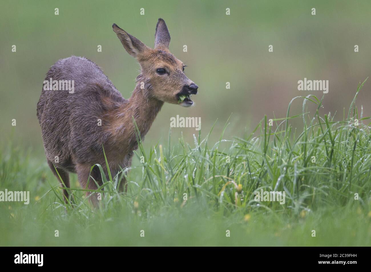 ROE Deer Doe pendant le changement de manteau dans les grains de descente sur un pré Banque D'Images