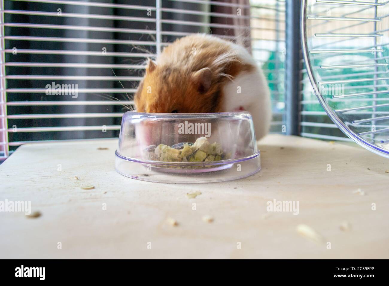 Hamster syrien manger dans un bol alimentaire Banque D'Images