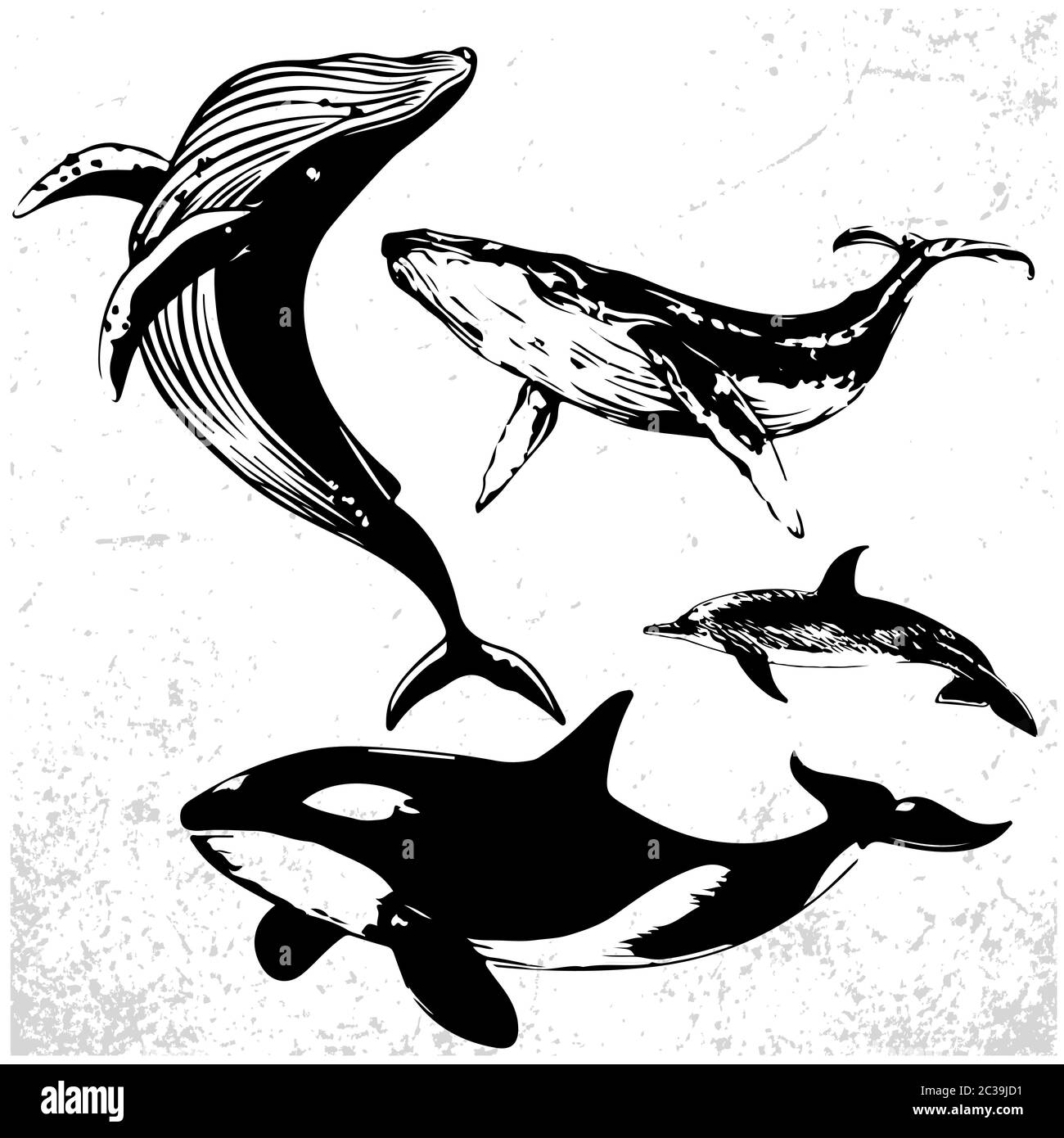 Ensemble de baleines dans un style simple et réaliste. Illustration vectorielle de dessins noirs et blancs de mammifères marins. Big Blue Whale, Salot Whale ou Cachalot et Illustration de Vecteur
