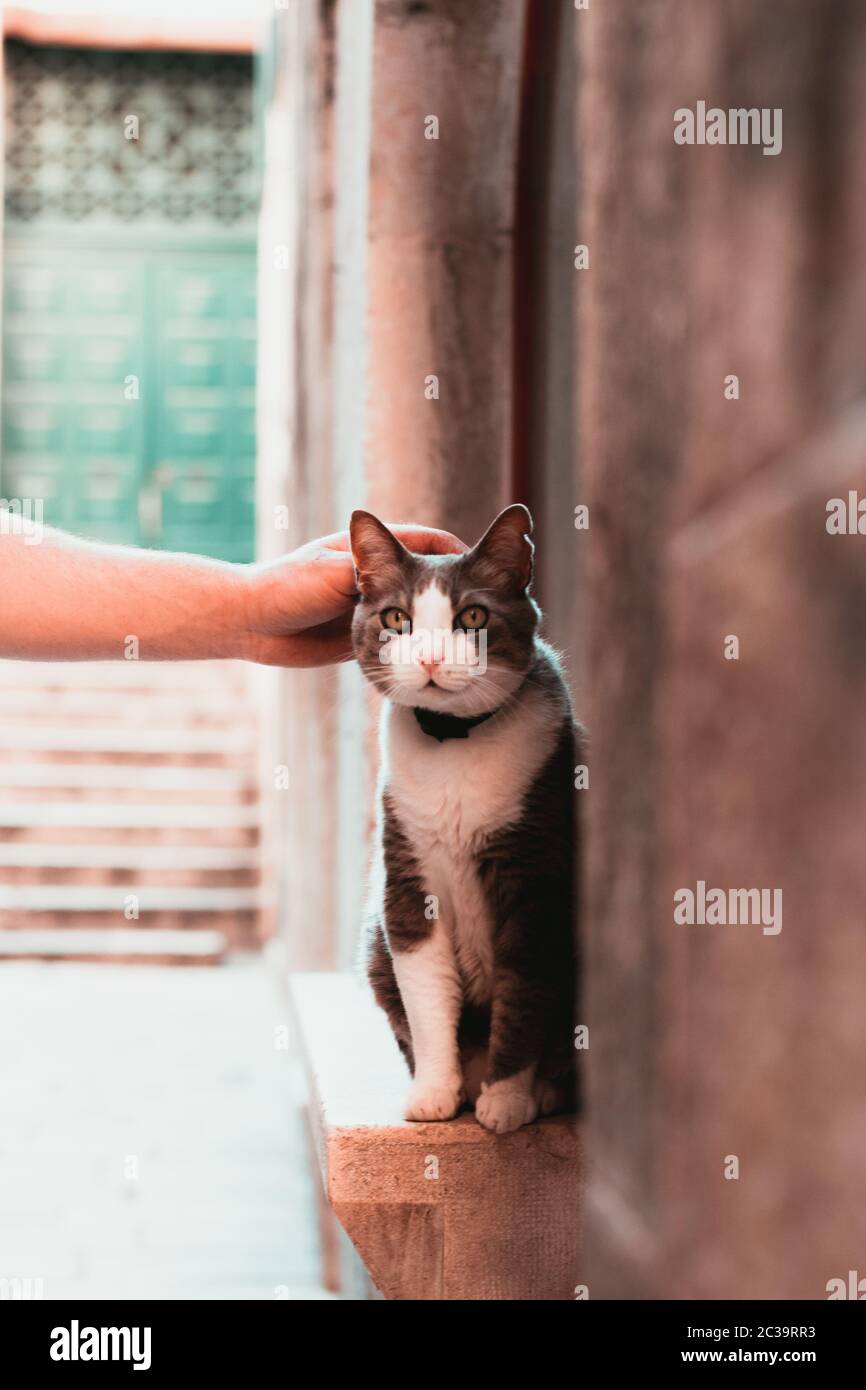 Patting à la main d'un chat de rue mignon en Split, croatie. Yeux larges et gris blanc fured, regardant surpris dans la distance Banque D'Images