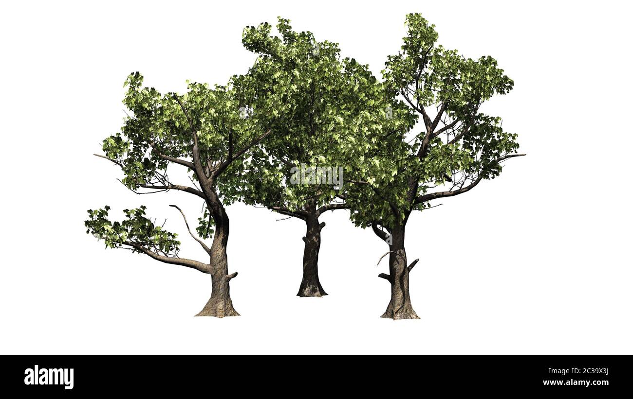 Plusieurs Sycamore américains Banque D'Images
