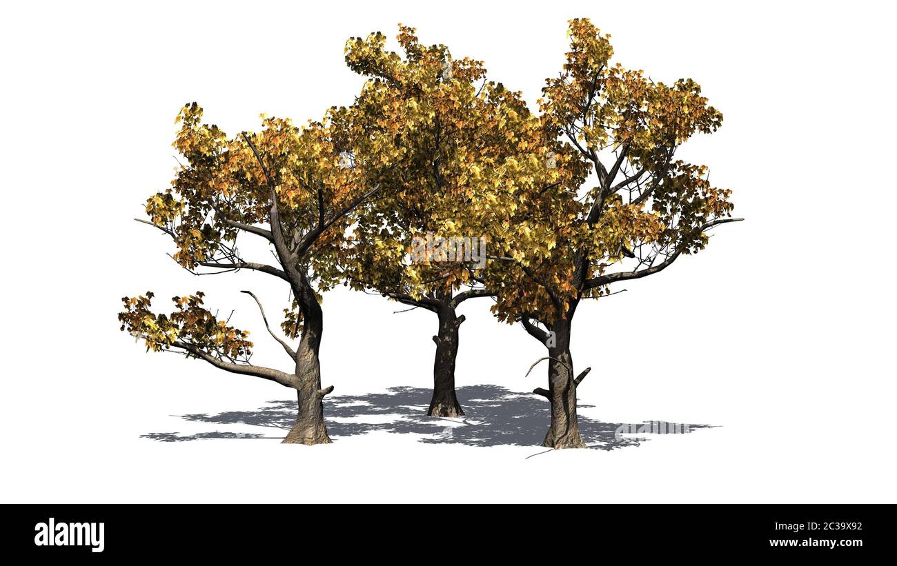 Plusieurs Sycamore américains en automne avec ombre sur le sol Banque D'Images