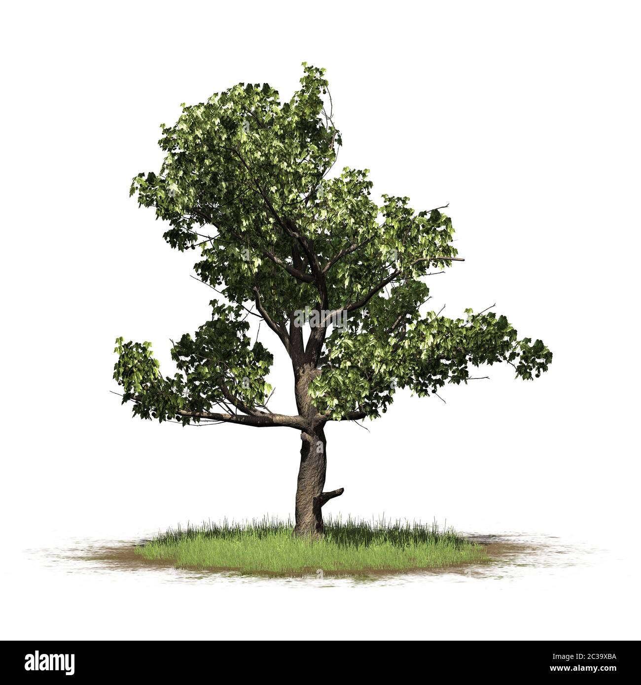 Un seul arbre américain Sycamore sur une zone d'herbe Banque D'Images
