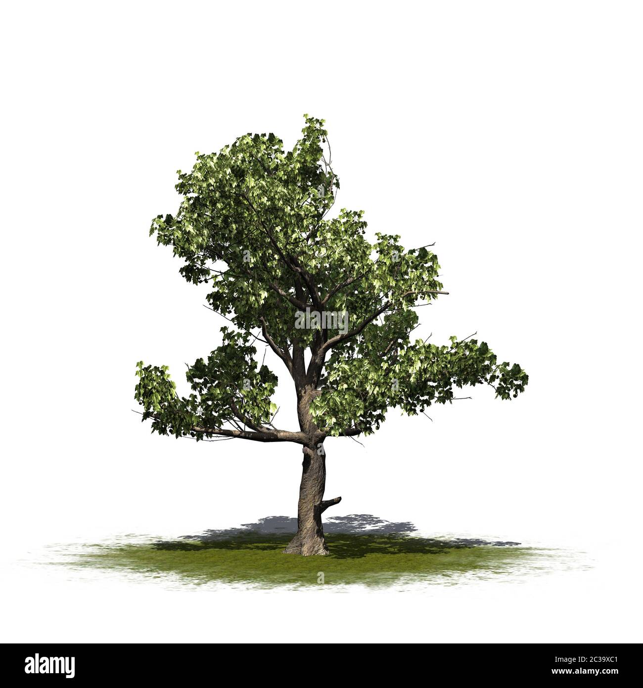 Un seul arbre américain Sycamore sur une zone verte Banque D'Images