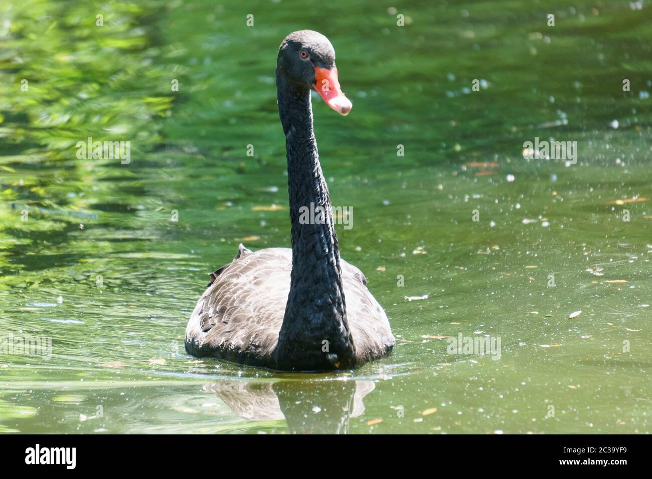 Cygne noir Banque D'Images