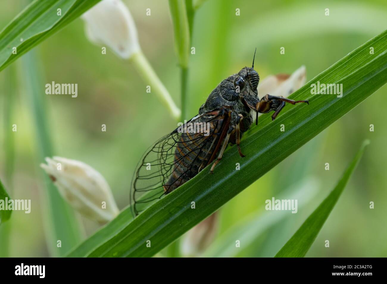 Gros plan d'une cicada sur l'herbe Banque D'Images