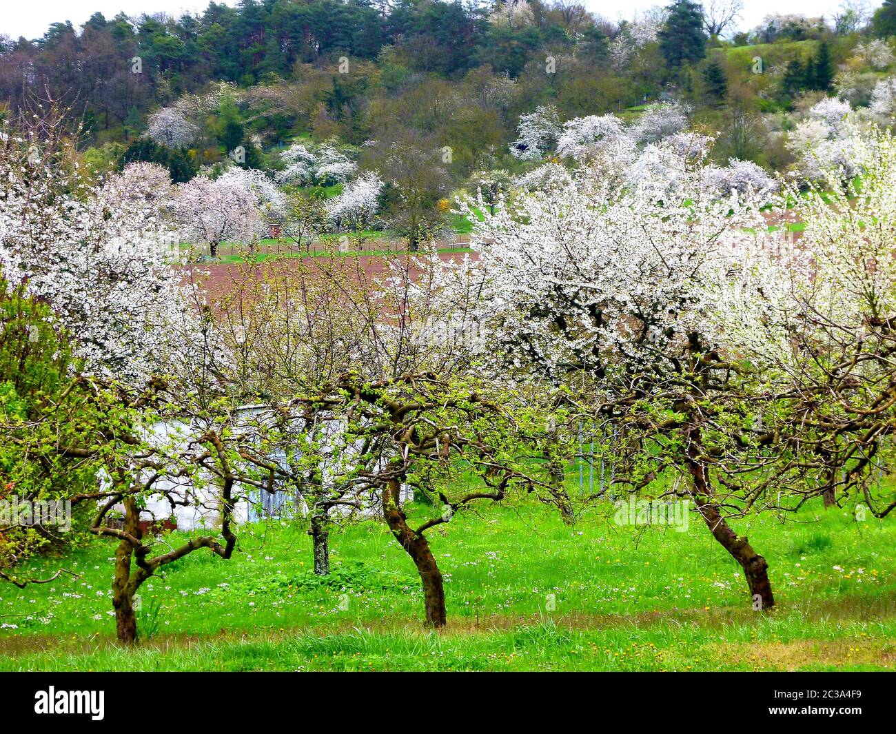 Prairie d'arbres fruitiers avec cerisiers en fleurs Banque D'Images