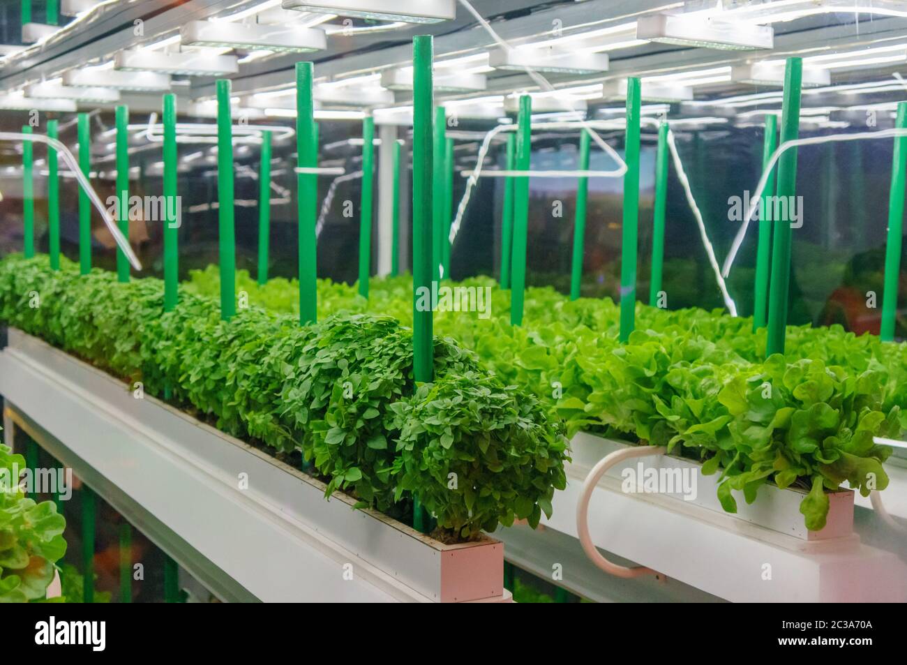 Culture sans soillis de légumes sous lumière artificielle. Jardin potager hydroponique biologique. ÉCLAIRAGE LED ferme intérieure, Agriculture T Banque D'Images