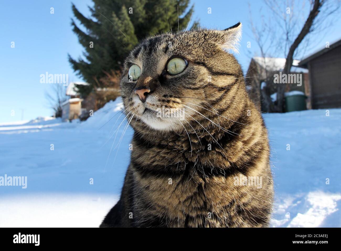 Regard drôle d'un petit chat gras en hiver Banque D'Images
