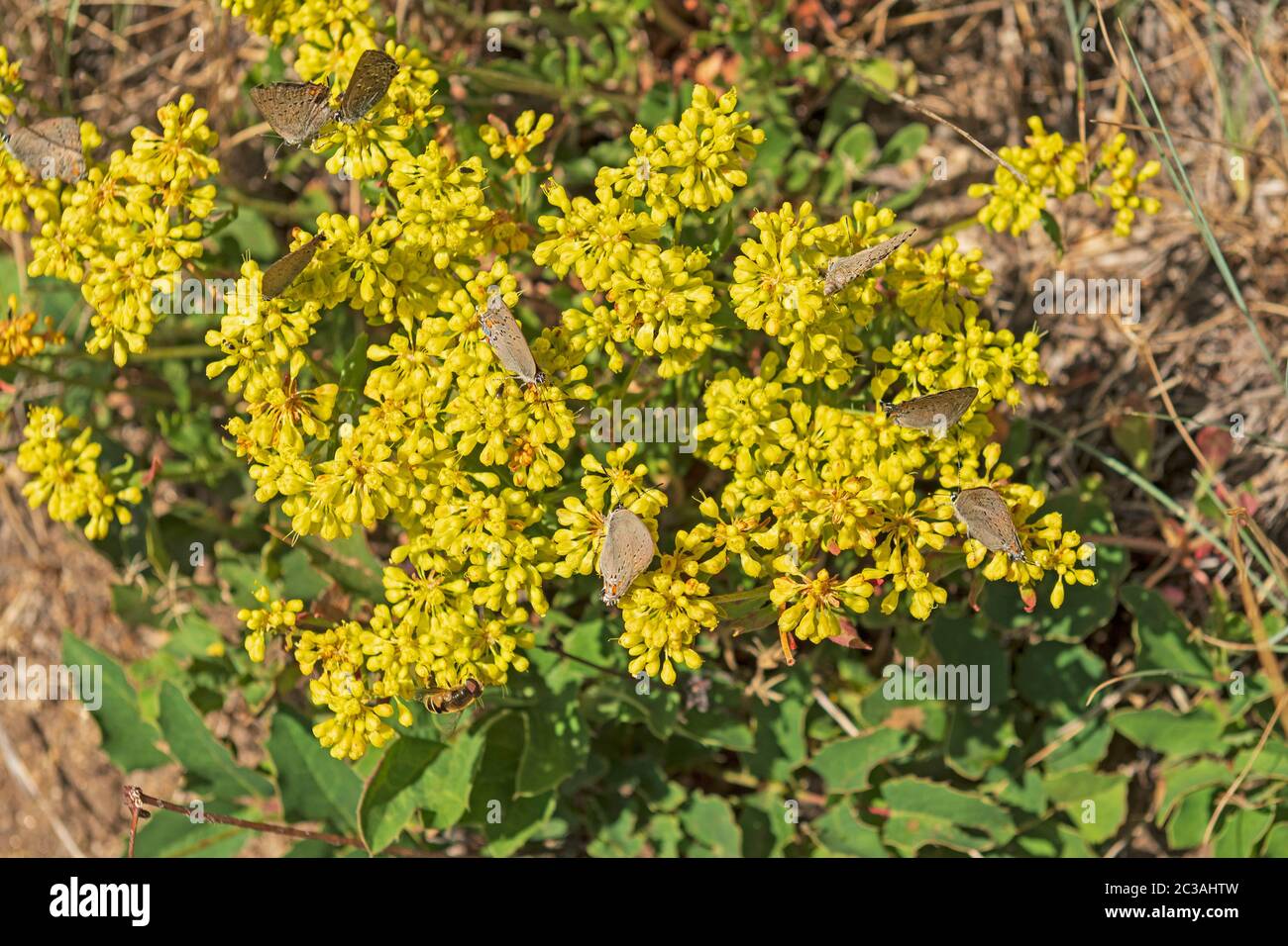 Pollinisateurs Paradise In Mountain Wildflowers Dans Le Parc National Du Grand Bassin, Au Nevada Banque D'Images