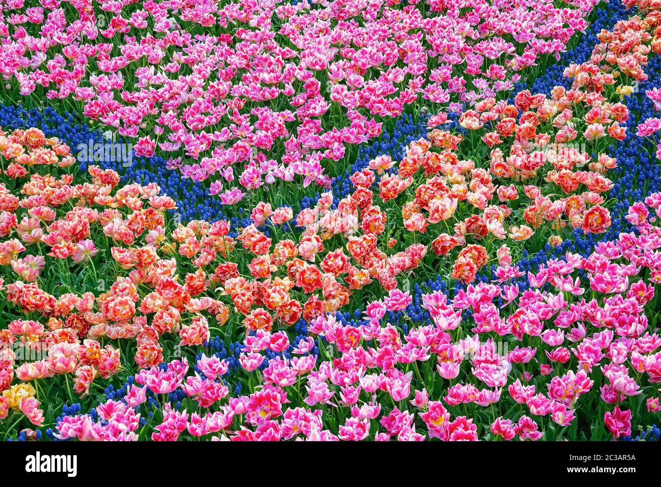 Lit de tulipes dans le jardin Banque D'Images