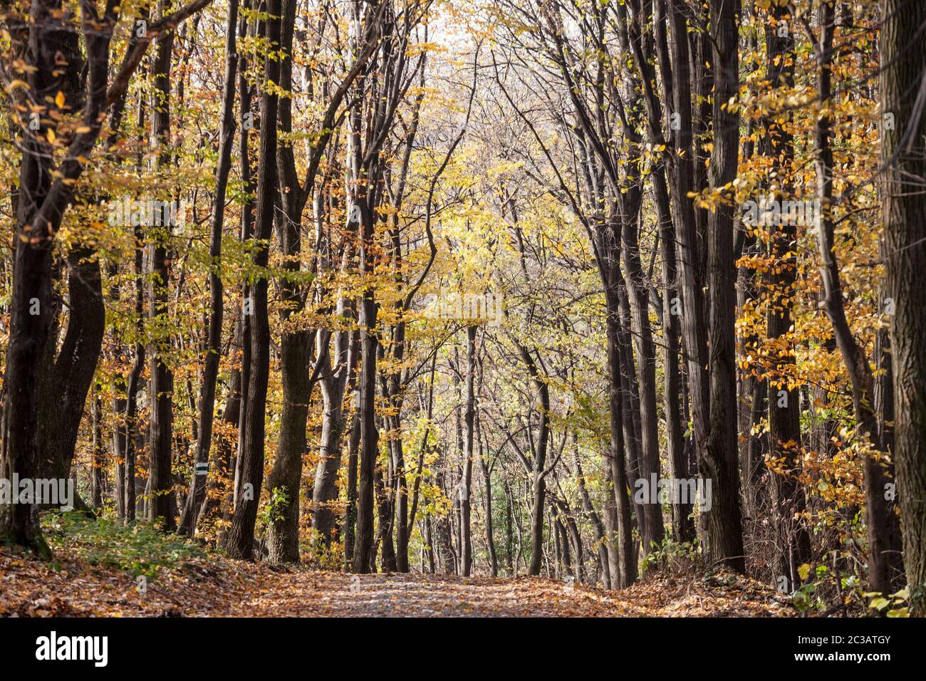Chemin forestier, entouré de grands arbres à feuilles dans leurs couleurs automnales jaunes, dans les Bois Fruska Gora, un parc de Voivodina, en Serbie. Image o Banque D'Images