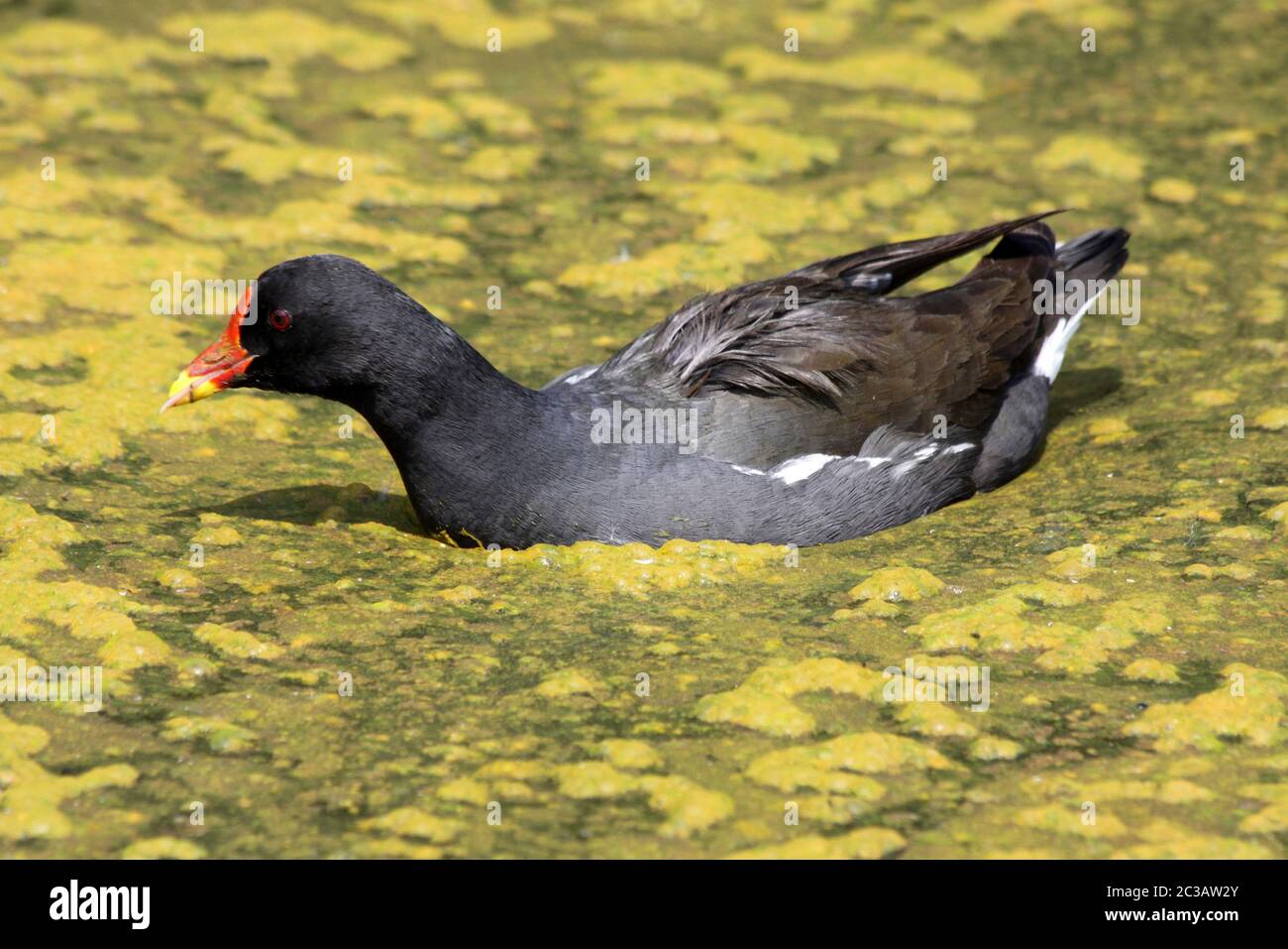 Moorhens communs Gallinula chloropus natation par Pondweed Banque D'Images