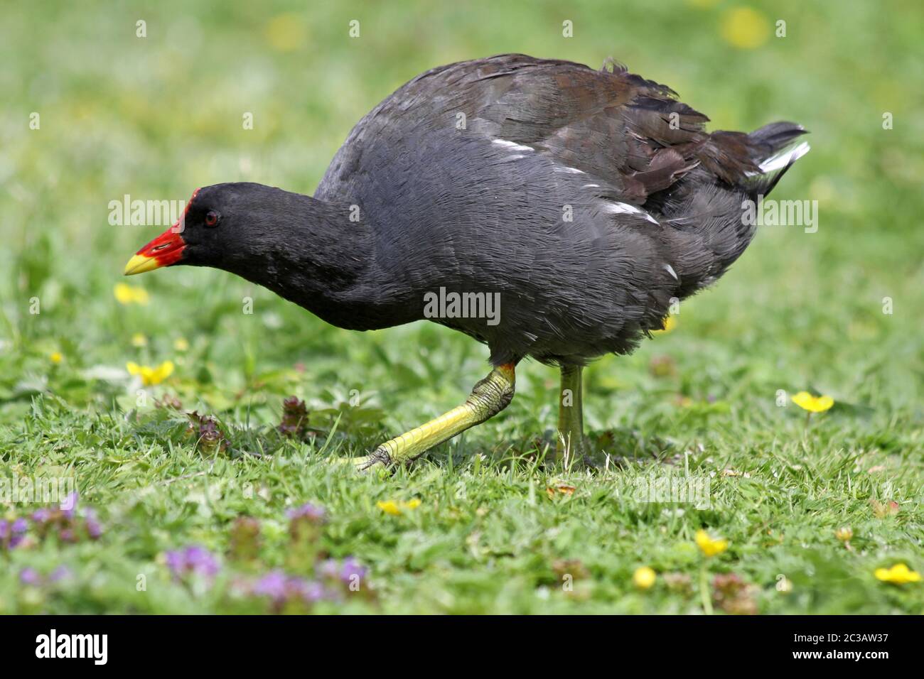 La Gallinule poule-d'eau Gallinula chloropus Banque D'Images