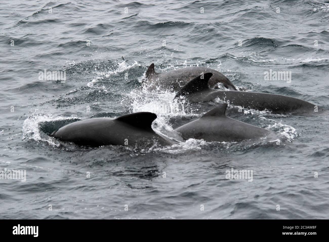 Baleine pilote à longue finale Globicephala melas Rockall Trough, Océan Atlantique, Royaume-Uni Banque D'Images