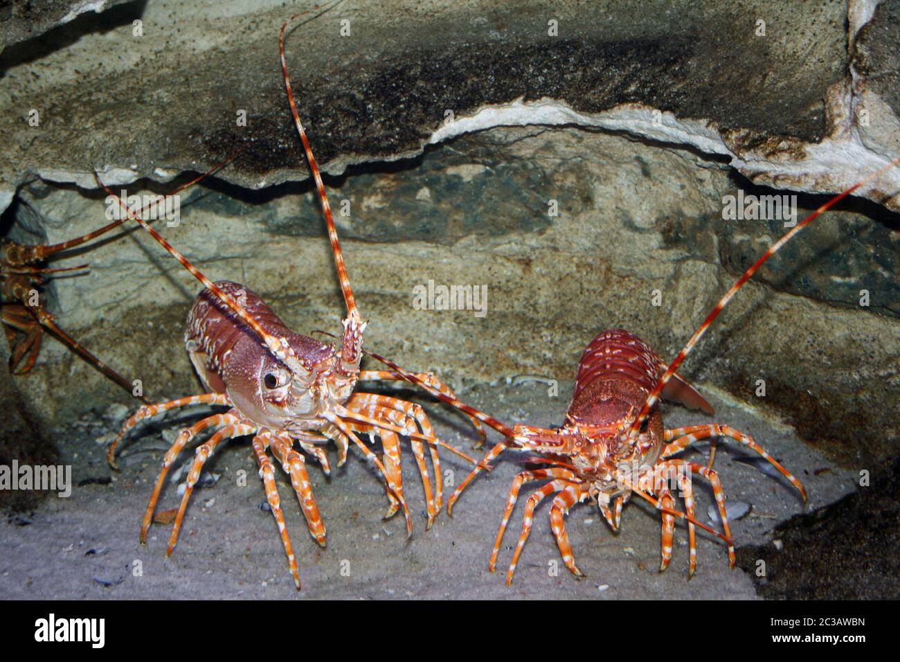 South Coast Rock Lobster Palinurus gilchristi Banque D'Images