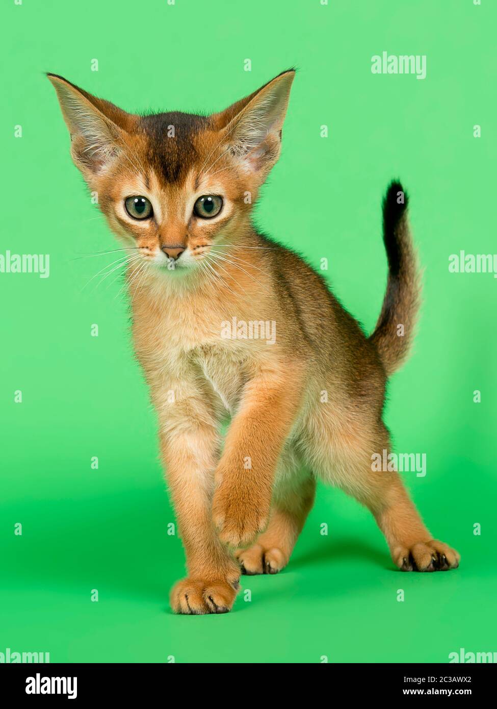 Abessinier Katze (Felis silvestris catus), Jungtier, Wildfarben, 9 Wochen, Studioaufnahme Banque D'Images
