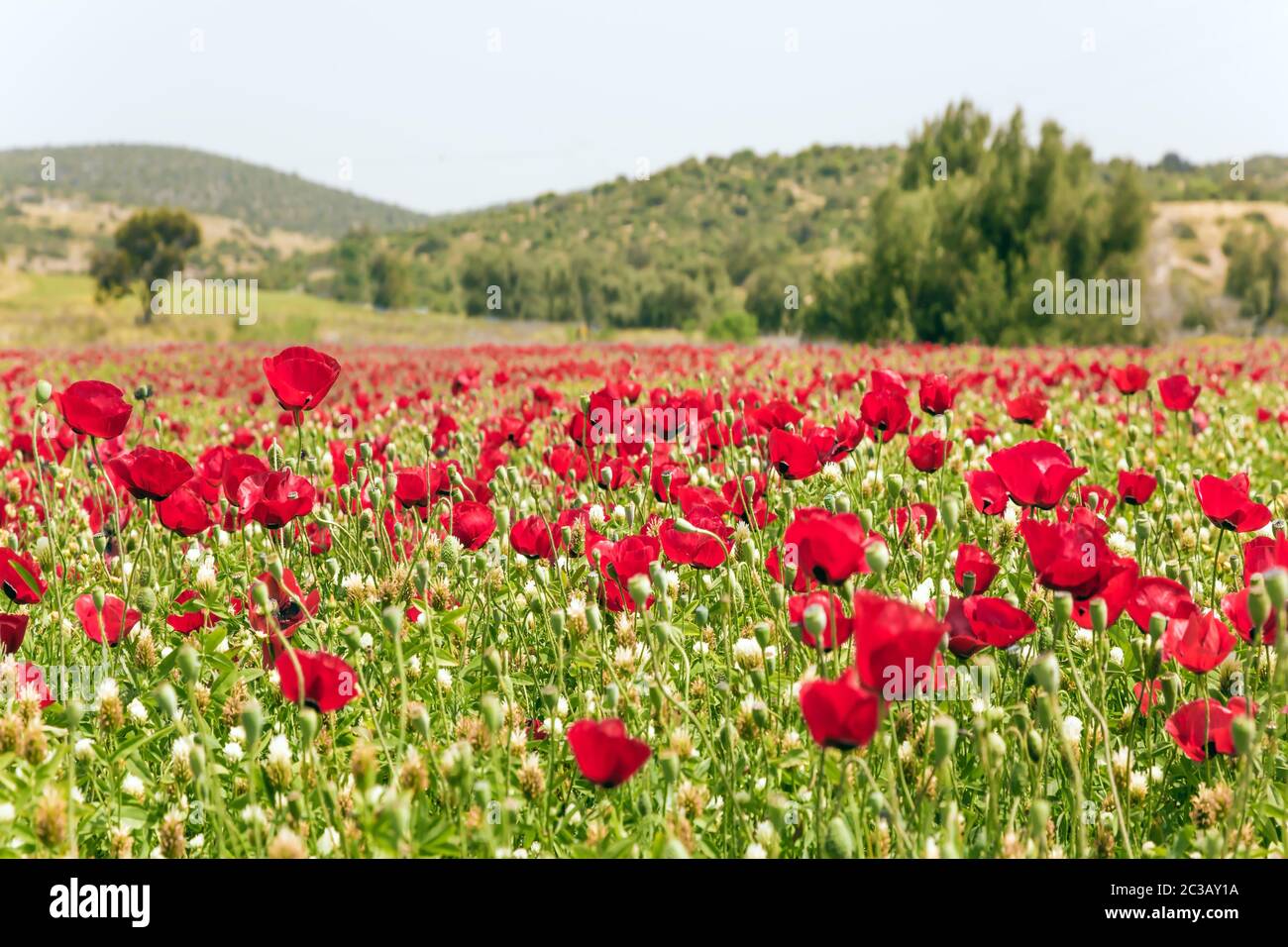 Journée de printemps brumeuse en Israël Banque D'Images