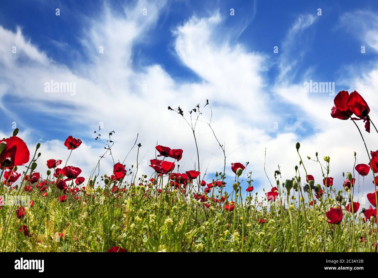 Anemones - casquettes Banque D'Images