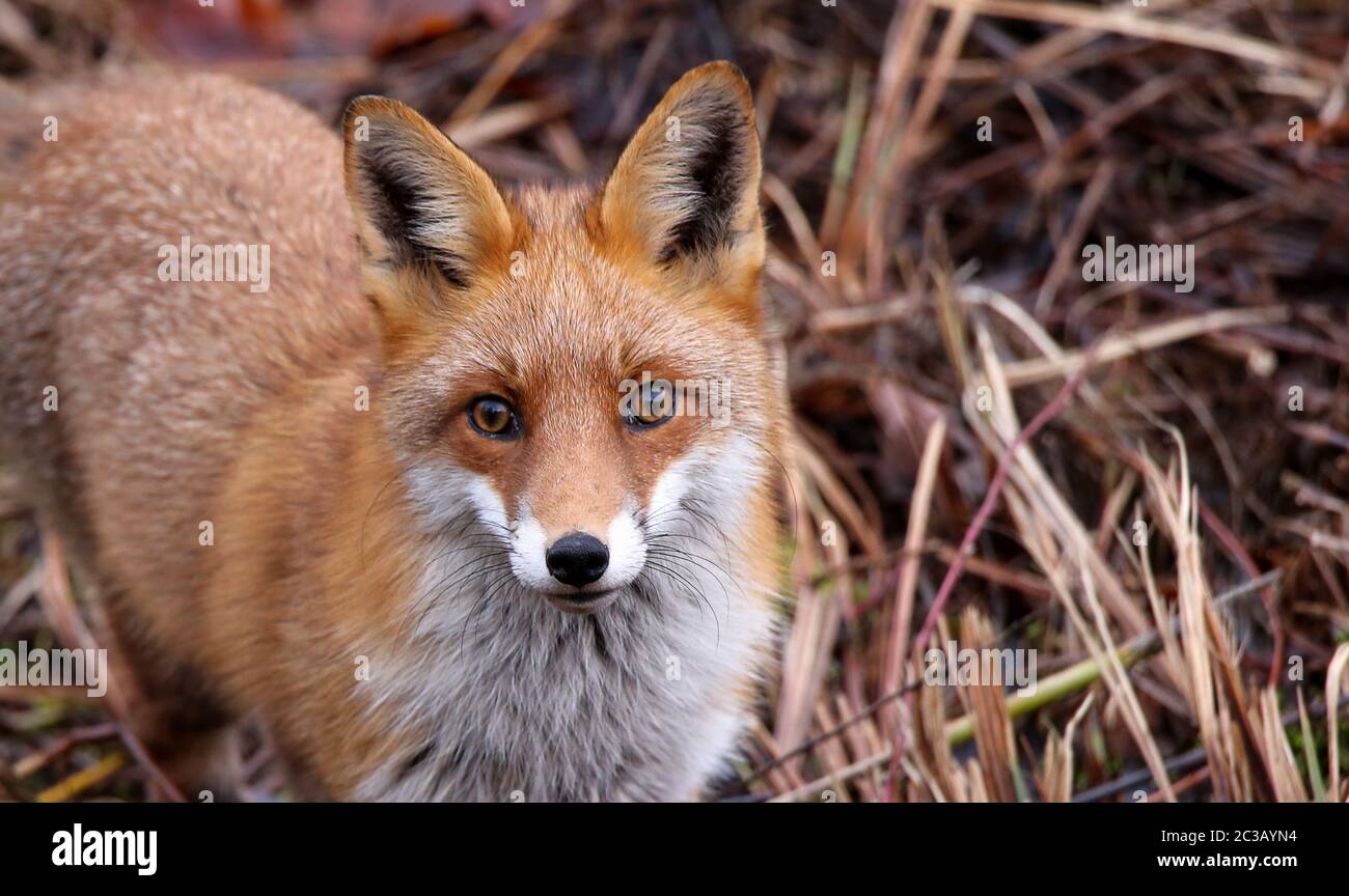 Rencontre inattendue avec un renard roux Vulpes vulpes Banque D'Images