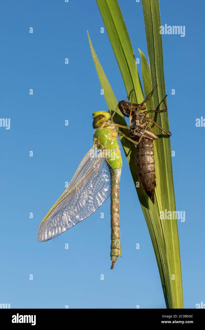 Empereur Dragonfly ; imperméable Anax ; émergeant ; Royaume-Uni Banque D'Images