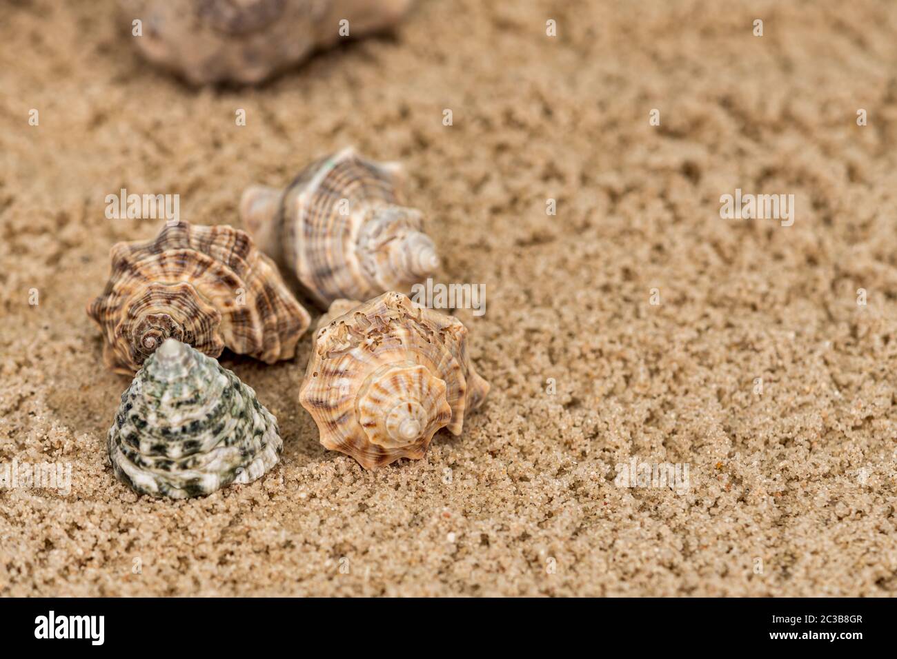 Starfish sur les rochers à côté des escargots de différentes tailles Banque D'Images
