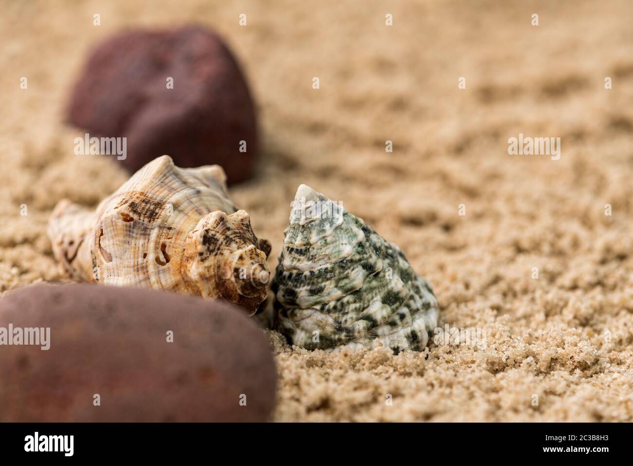 Starfish sur les rochers à côté des escargots de différentes tailles Banque D'Images