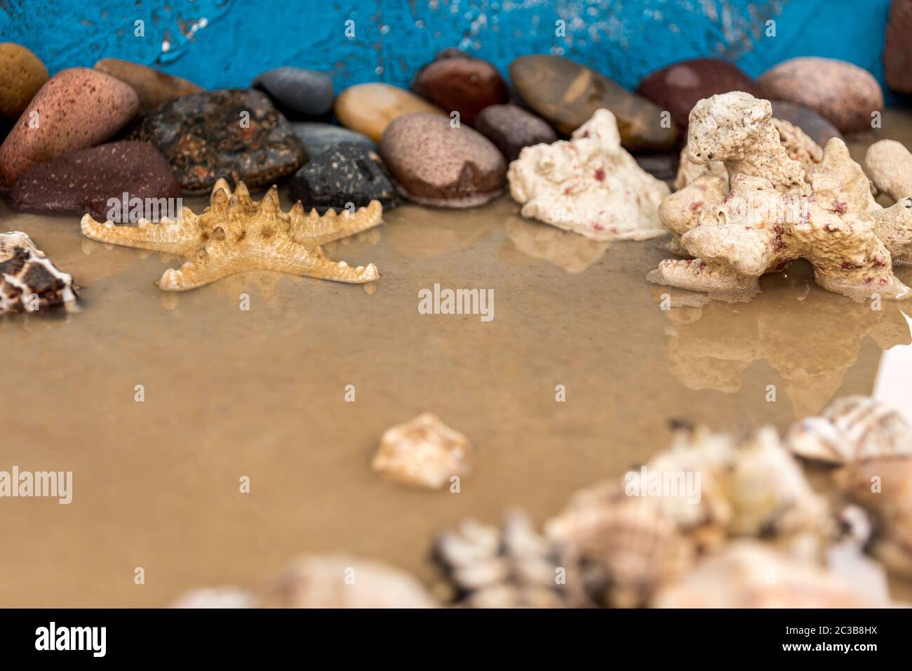 Starfish sur les rochers à côté des escargots de différentes tailles Banque D'Images