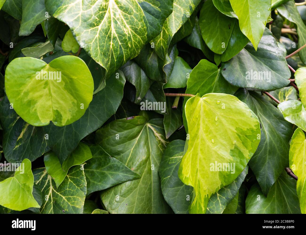 Coeur Ivy en forme de feuille mur gros plan (Hedera). Symbole de l'amour. Coeur vert de soufre laisse romantique fond. Croissance feuillage dans la nature. Photographie de Banque D'Images