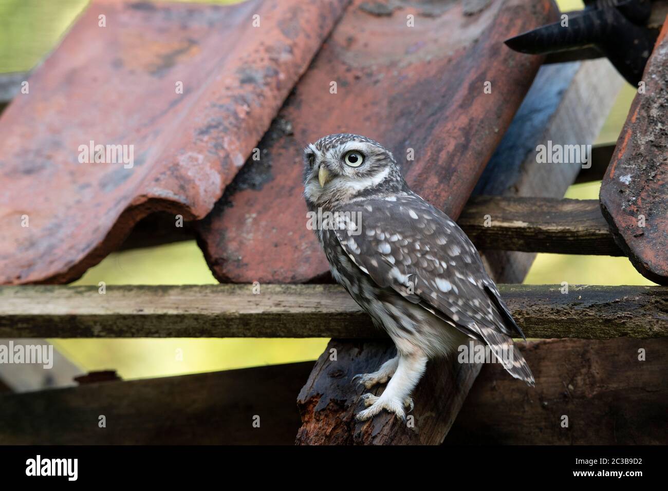 Little OWL, dans un bâtiment délabreintant, lumière du jour Banque D'Images