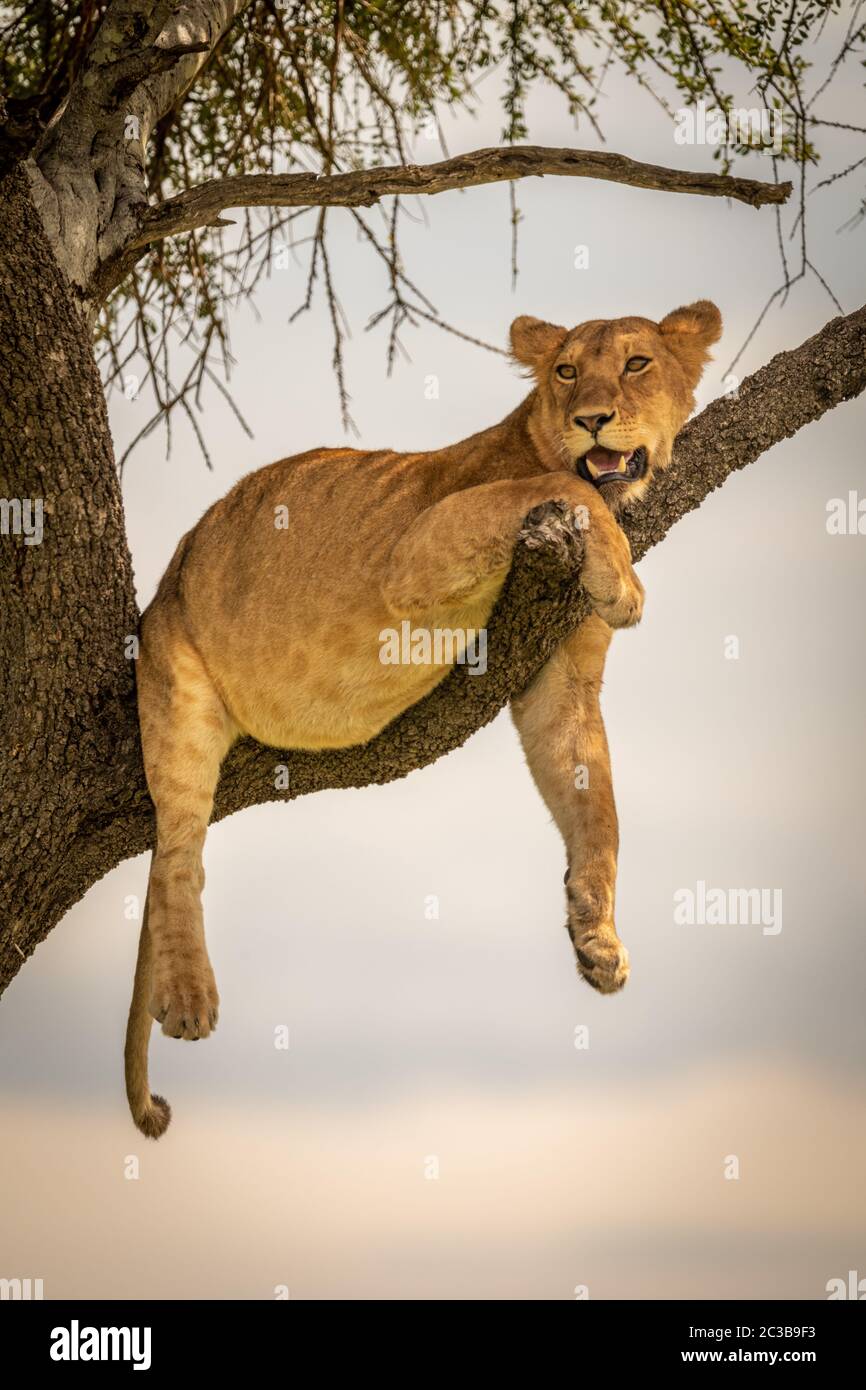 La lionne se trouve sur la branche avec les jambes pendantes Banque D'Images