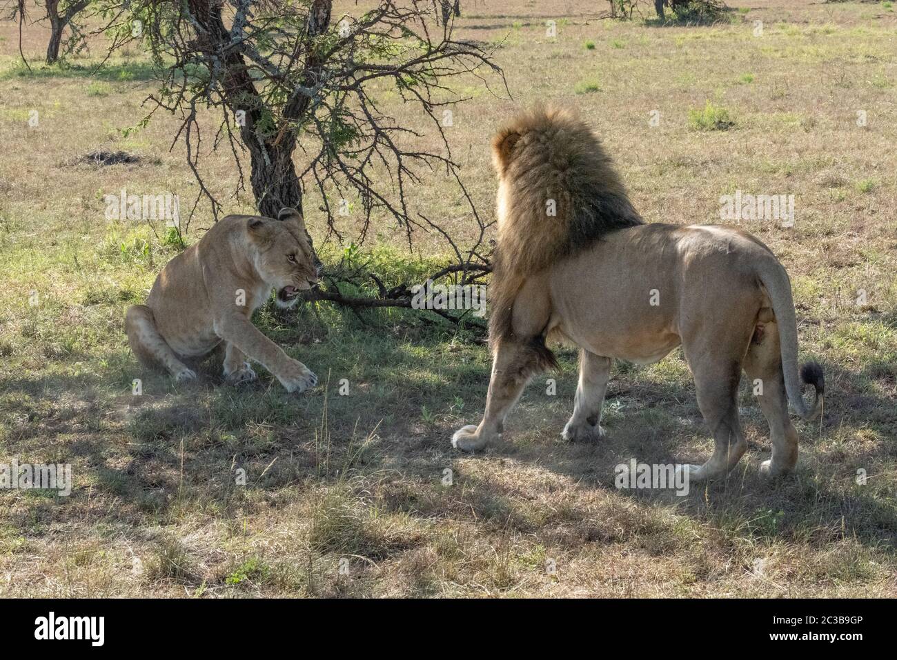 Lionne grogne à lion mâle après l'accouplement Banque D'Images