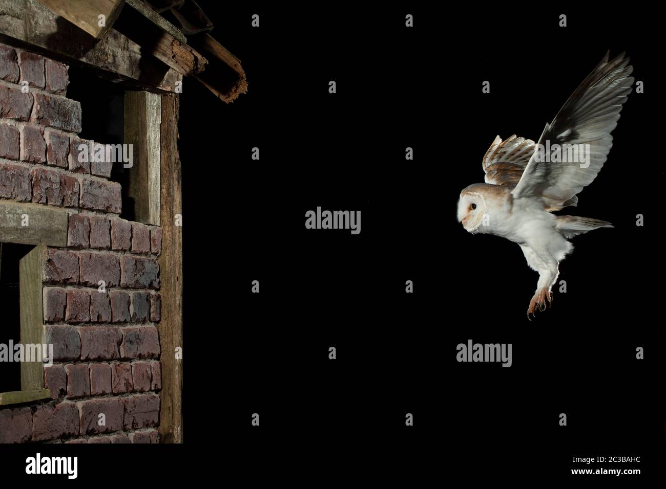 Barn OWL, en vol, volant dans une ancienne grange abandonnée Banque D'Images