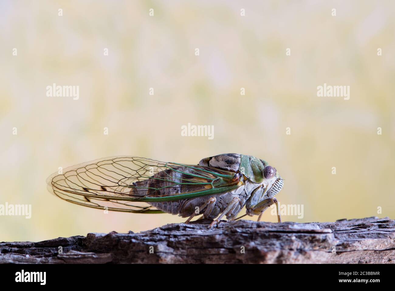 WESTERN Dusk chantant Cicada vue latérale face à droite sur l'écorce des arbres. Macro avec espace de copie. Trouvé en Amérique du Nord, ce spécimen était à Houston, au Texas Banque D'Images