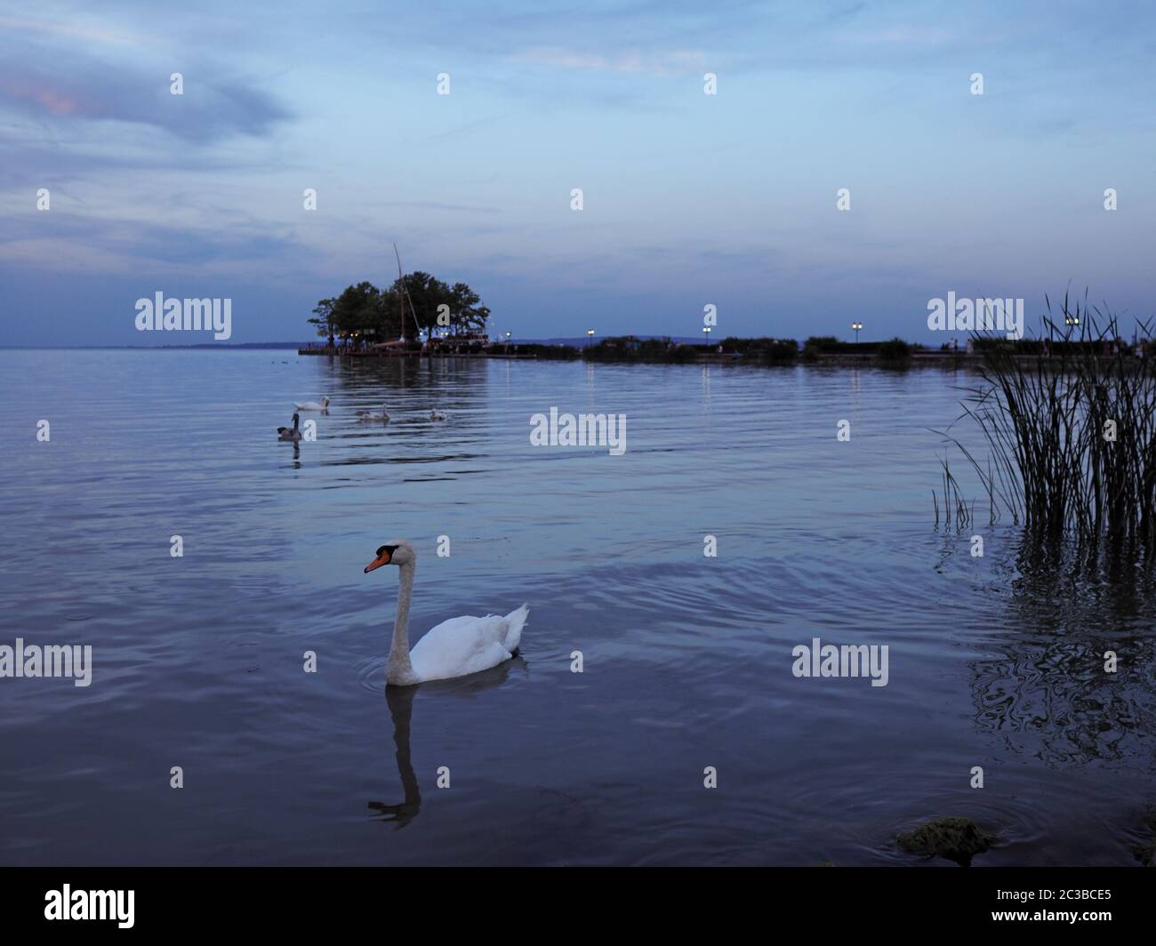 Swan à la plage du lac Balaton Banque D'Images