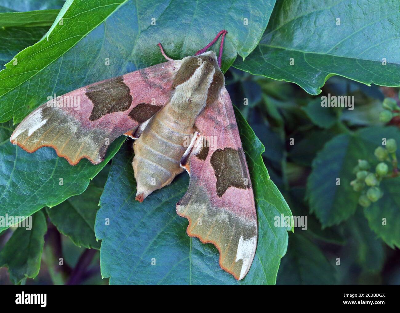 Makro Lindenswmer Mimas tiliae Banque D'Images