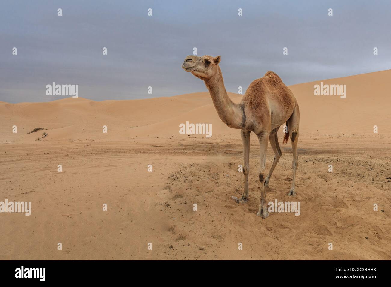 Chameau dans le désert d'Abu Dhabi. Emirats Arabes Unis Banque D'Images