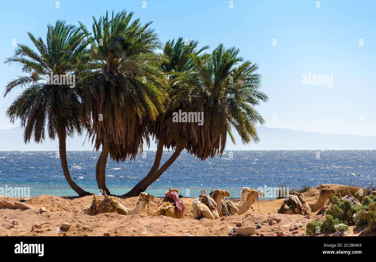 Paysage avec une caravane couchée chameaux en Egypte Dahab Sud Sinaï Banque D'Images