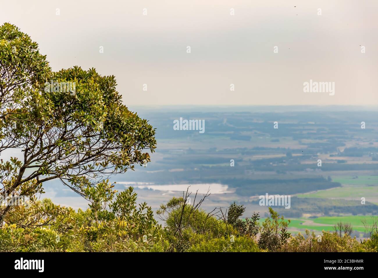 nature dans les montagnes de l'amérique du sud parcs avec la flore indigène Banque D'Images