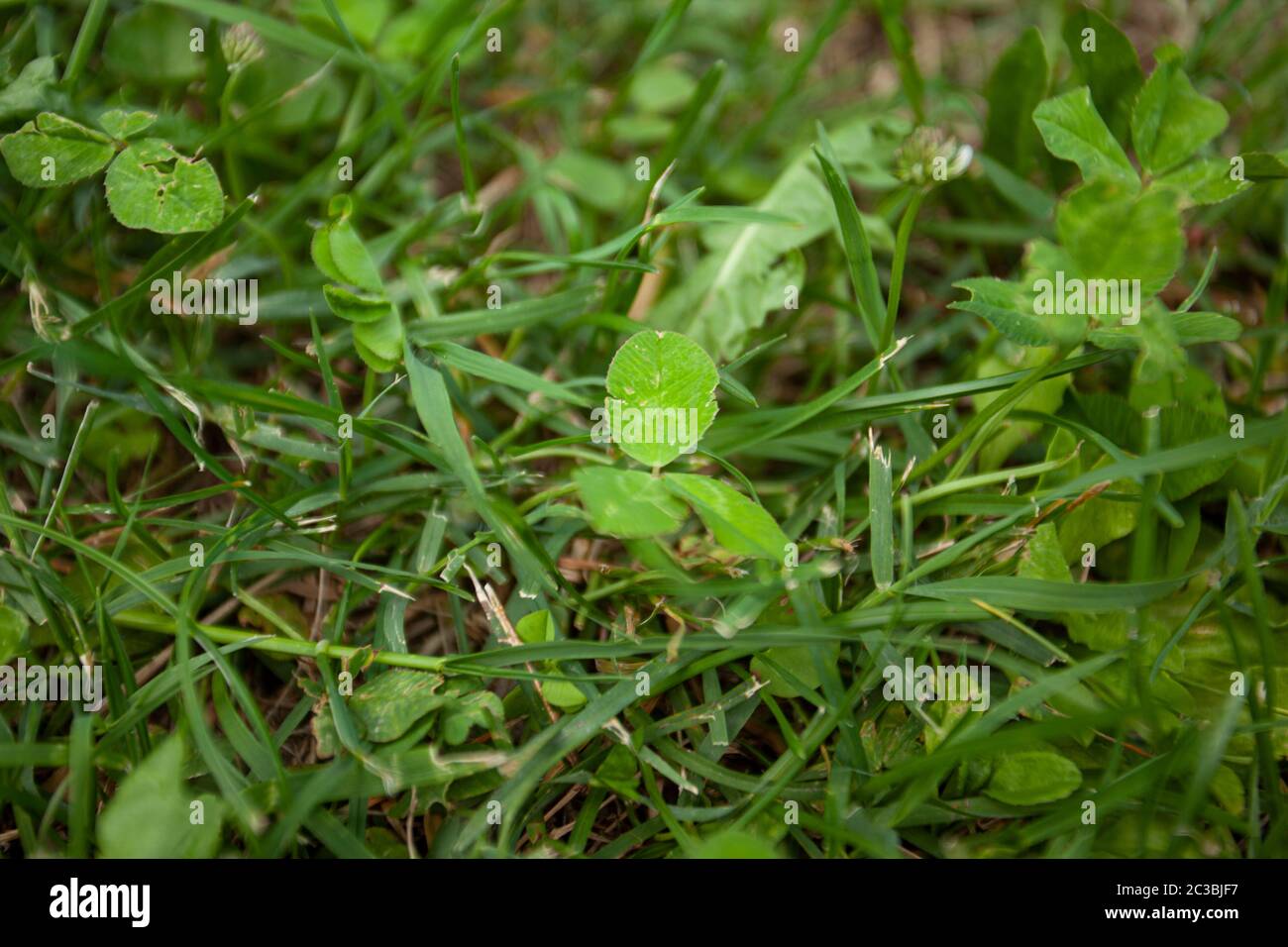 Détail de la texture de l'herbe 2 Banque D'Images