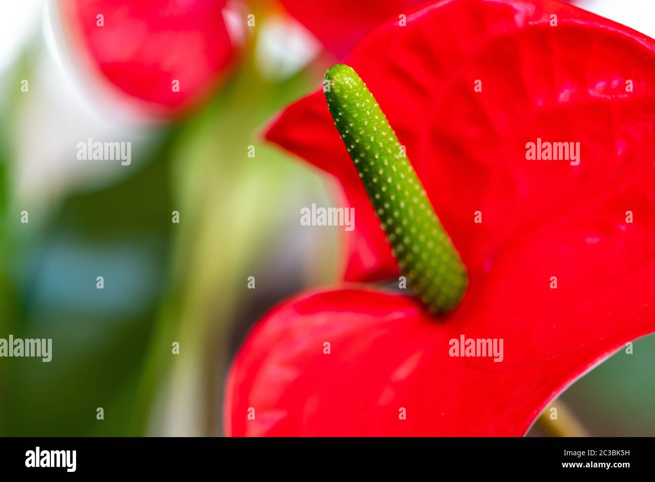belles fleurs colorées en premier plan Banque D'Images