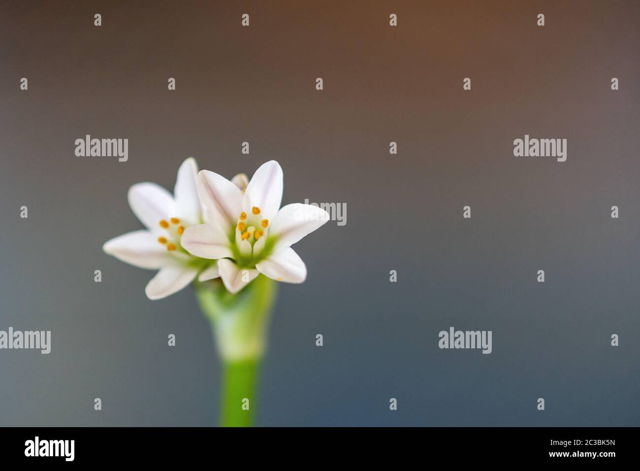 belles fleurs colorées en premier plan Banque D'Images
