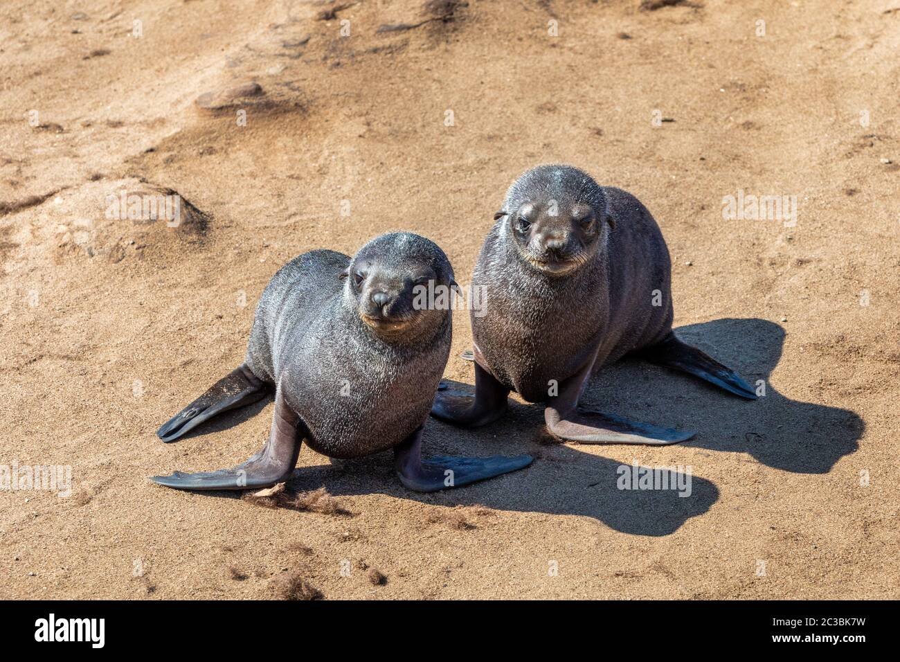 Brown joint dans Cape Cross, la Namibie Banque D'Images