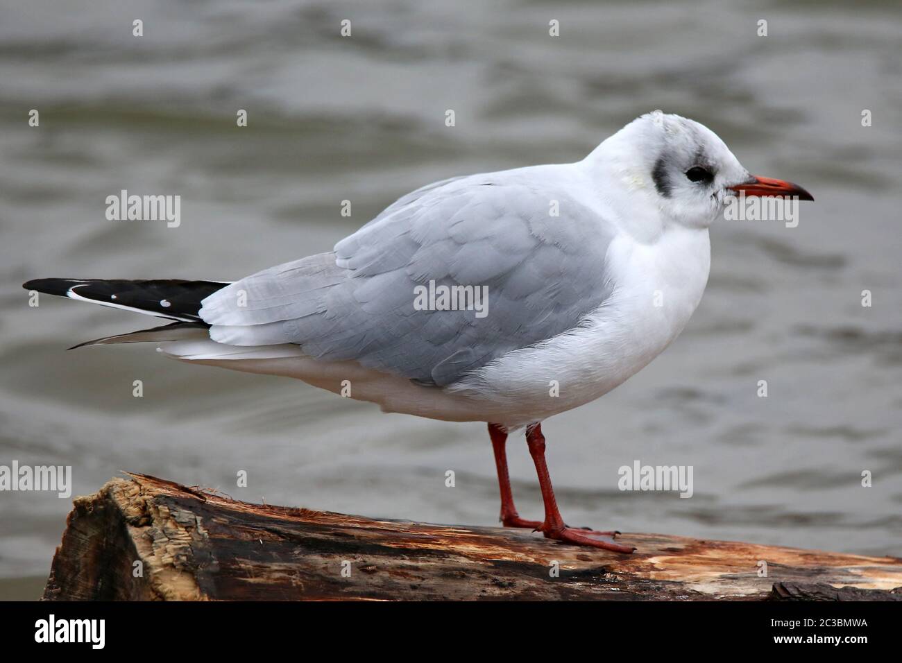 Tête de rire Chericocephalus ridibundus Banque D'Images