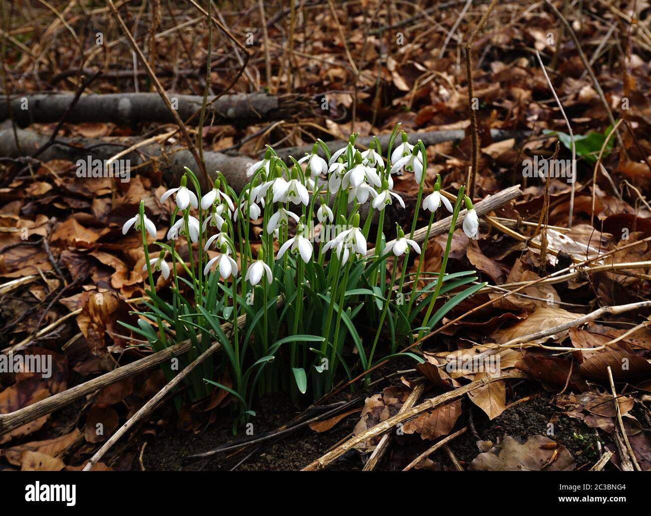 Snowdrop dans la forêt Banque D'Images