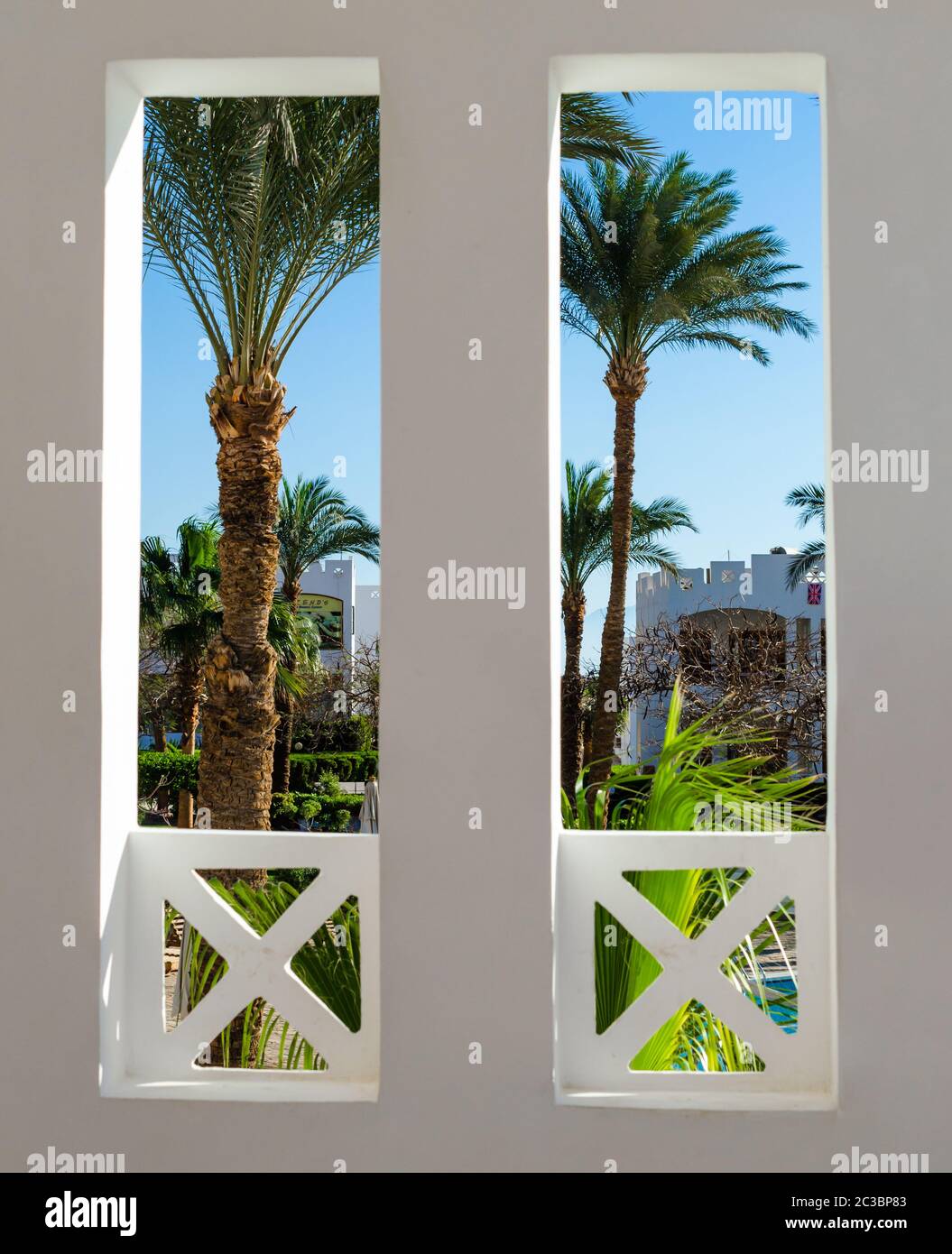 Vue sur un jardin tropical avec de grands palmiers en Égypte Banque D'Images