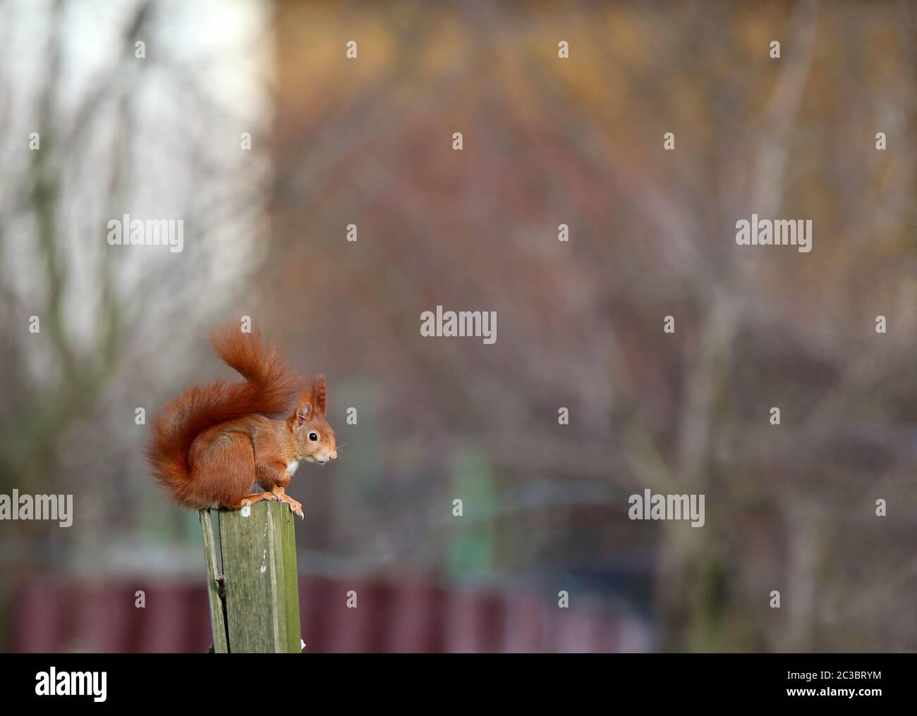 Écureuil brun-rouge Sciurus vulgaris sur le poteau de clôture Banque D'Images
